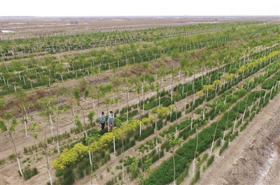 十大外围足球平台app_煎凉粉的做法_煎凉粉怎么做_无心莲的菜谱(图1) 十大外围足球平台app